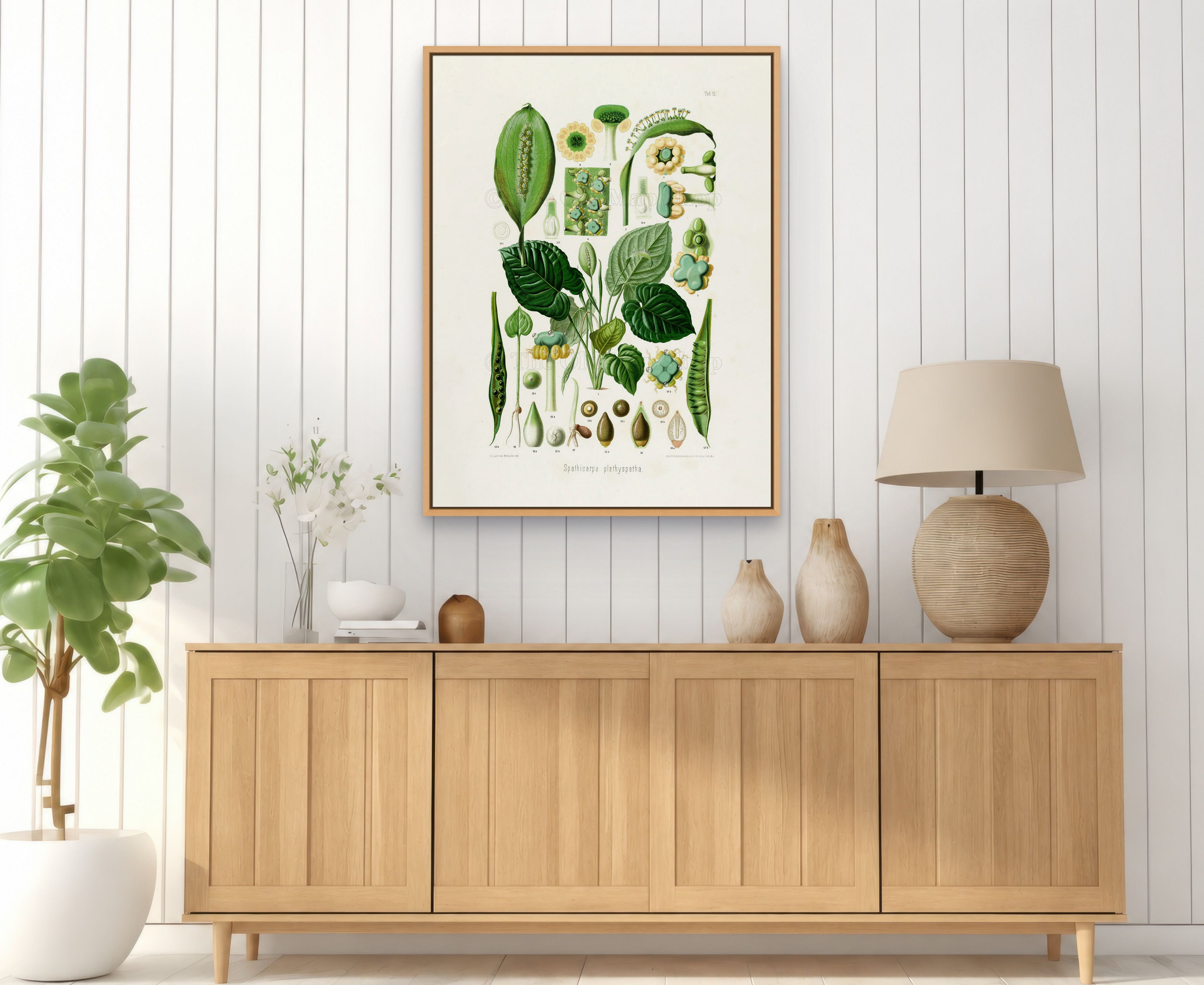 1879 Spathicarpa platyspatha antique botanical print, Plate 13 by Heinrich Wilhelm Schott, framed above a natural oak sideboard in a bright, neutral living room.