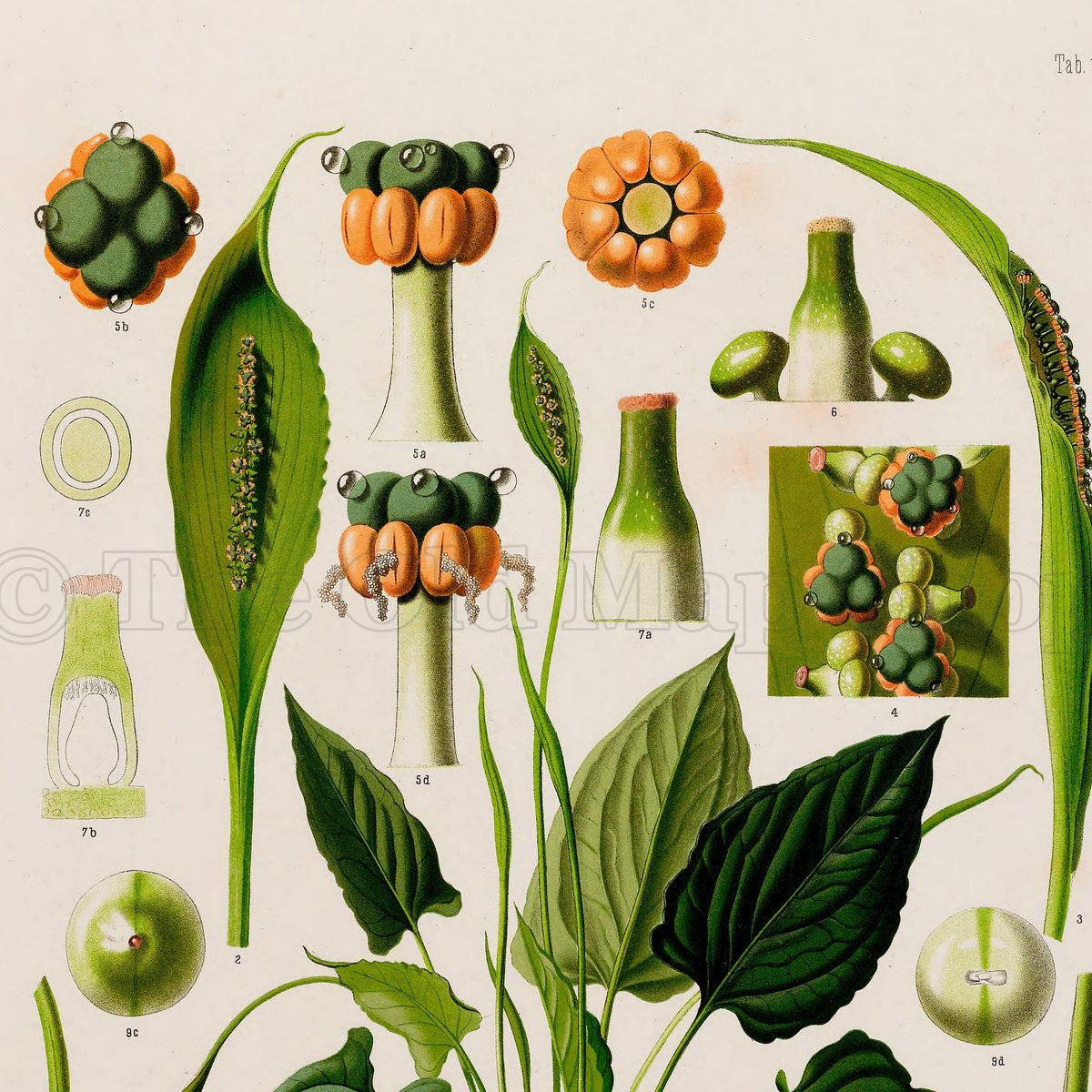 Upper detail of 1879 Spathicarpa sagittifolia antique botanical print, Plate 14 by Heinrich Wilhelm Schott, featuring a Spathicarpa sagittifolia plant surrounded by tall, slender flowering structures and fruit studies.