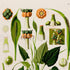 Upper detail of 1879 Spathicarpa sagittifolia antique botanical print, Plate 14 by Heinrich Wilhelm Schott, featuring a Spathicarpa sagittifolia plant surrounded by tall, slender flowering structures and fruit studies.