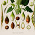 Lower detail of 1879 Spathicarpa sagittifolia antique botanical print, Plate 14 by Heinrich Wilhelm Schott. Enlarged green floral sections line the upper portion, while the lower area shows several differently coloured seeds and fruit forms.