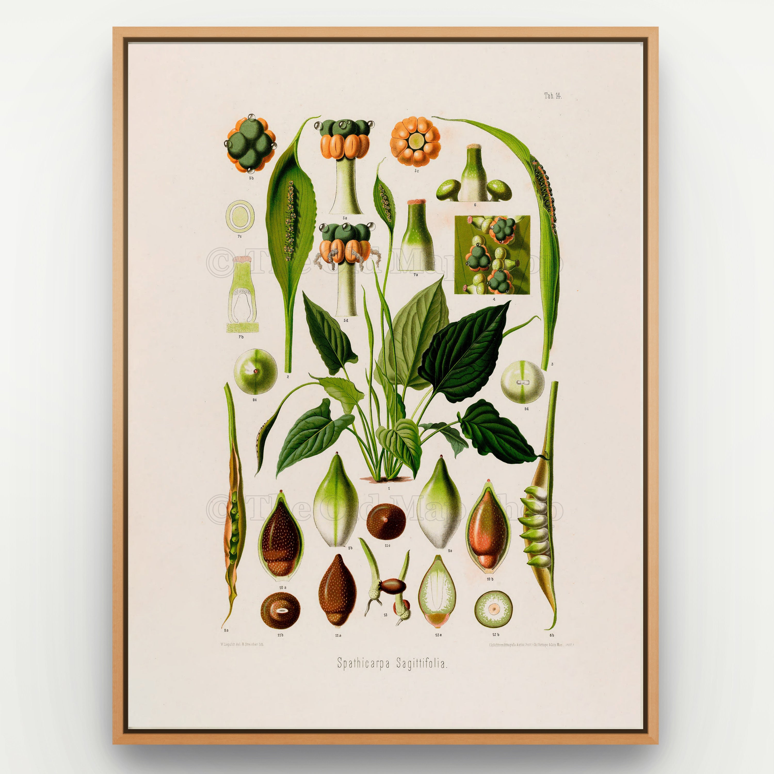 1879 Spathicarpa sagittifolia antique botanical print, Plate 14 by Heinrich Wilhelm Schott, shown in a natural oak frame as botanical wall art, featuring a Spathicarpa sagittifolia plant surrounded by tall, slender flowering structures and fruit studies.