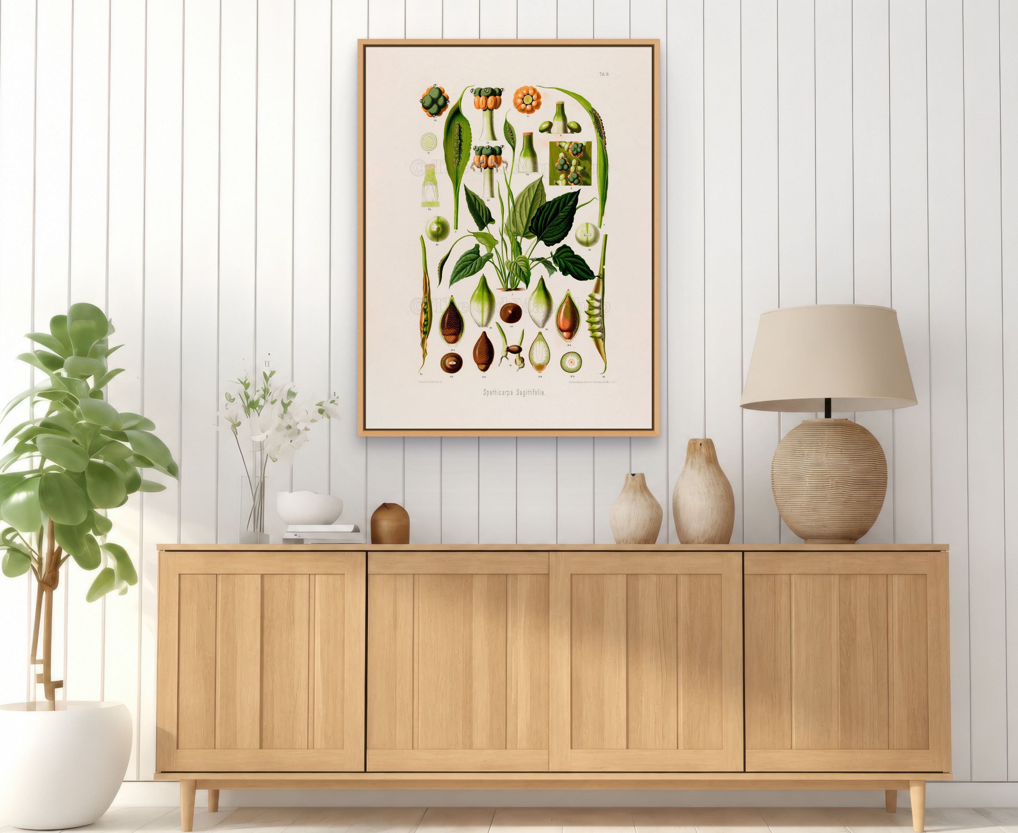 1879 Spathicarpa sagittifolia antique botanical print, Plate 14 by Heinrich Wilhelm Schott, framed above a natural oak sideboard in a bright, neutral living room.