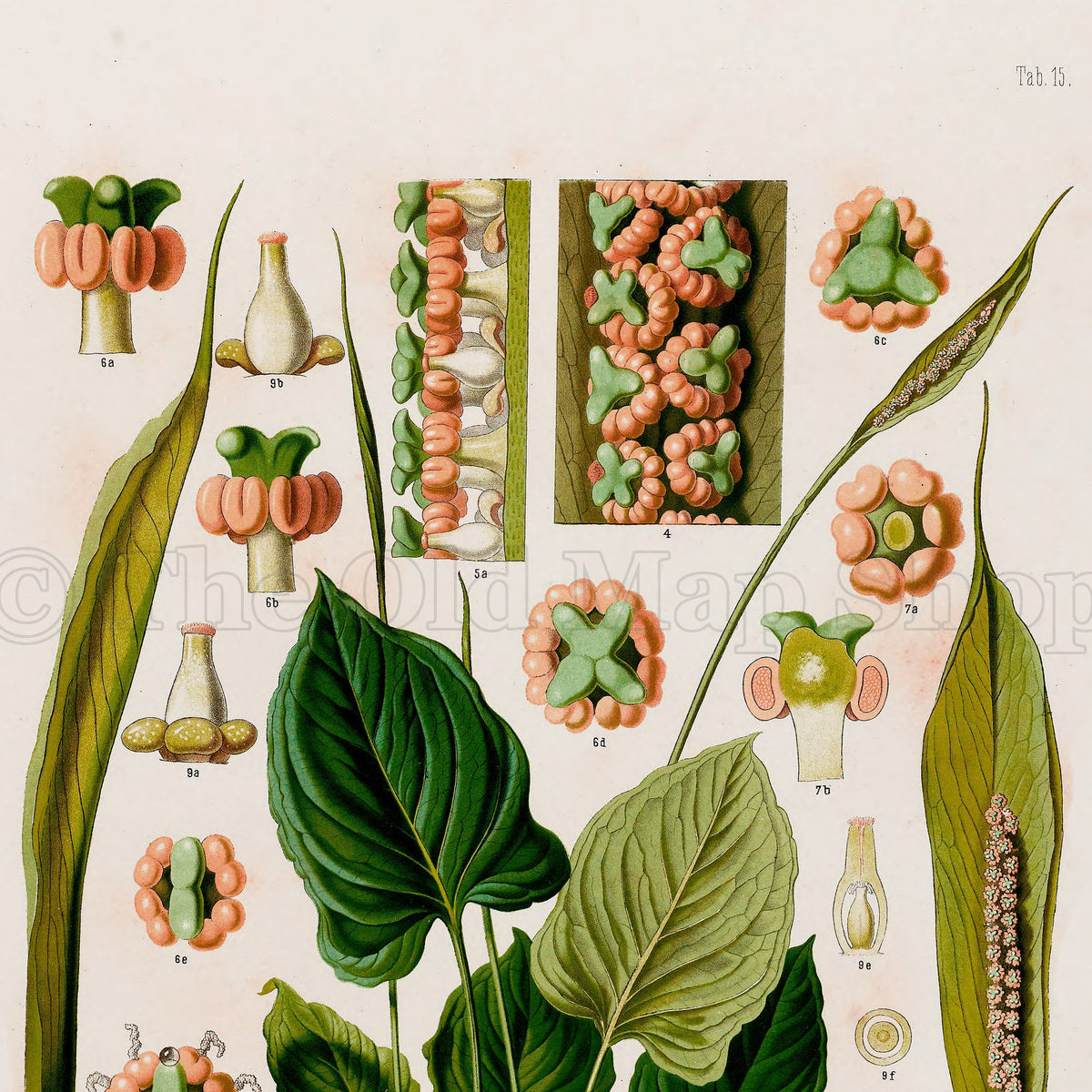 Upper detail of 1879 Spathicarpa cornuta antique botanical print, Plate 15 by Heinrich Wilhelm Schott, featuring a Spathicarpa cornuta specimen with broad heart-shaped leaves and long upright spadices.