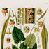 Upper detail of 1879 Spathicarpa cornuta antique botanical print, Plate 15 by Heinrich Wilhelm Schott, featuring a Spathicarpa cornuta specimen with broad heart-shaped leaves and long upright spadices.