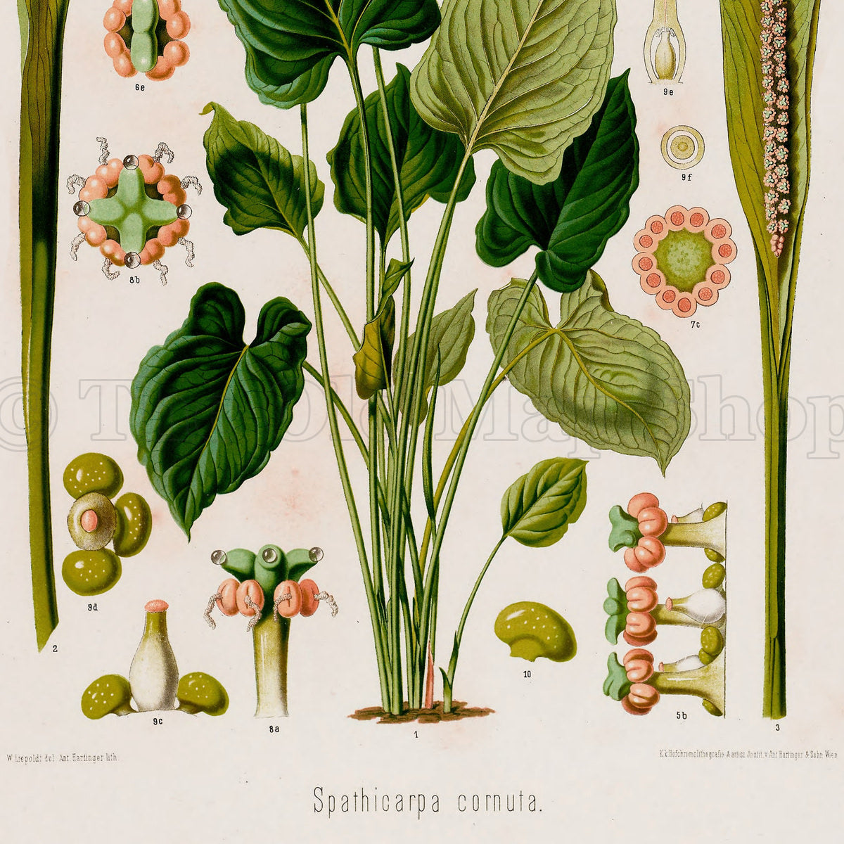 Lower detail of 1879 Spathicarpa cornuta antique botanical print, Plate 15 by Heinrich Wilhelm Schott. Detailed clusters of green-and-peach flowers, tissue sections and small fruiting forms are grouped around the central foliage.
