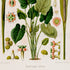 Lower detail of 1879 Spathicarpa cornuta antique botanical print, Plate 15 by Heinrich Wilhelm Schott. Detailed clusters of green-and-peach flowers, tissue sections and small fruiting forms are grouped around the central foliage.