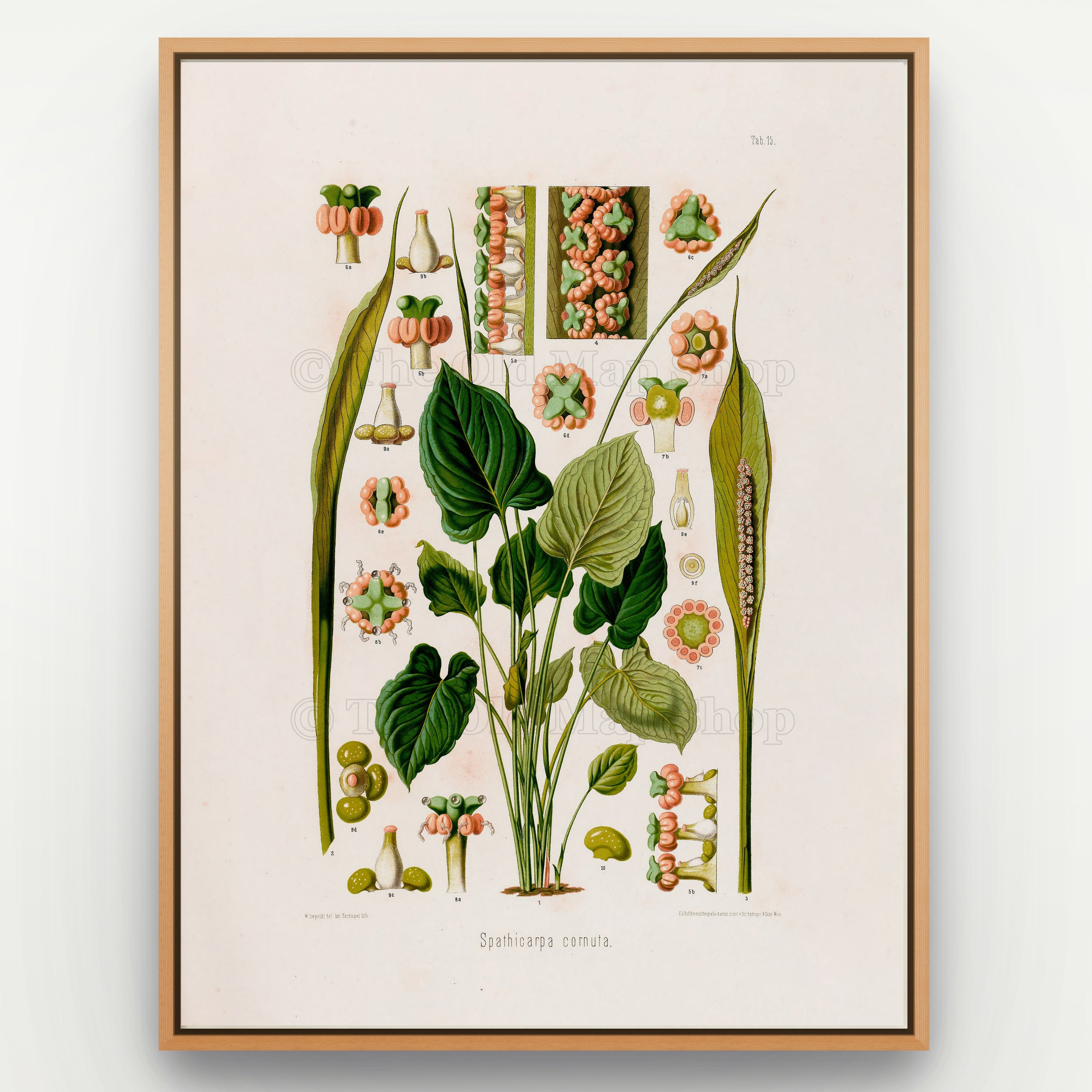 1879 Spathicarpa cornuta antique botanical print, Plate 15 by Heinrich Wilhelm Schott, shown in a natural oak frame as botanical wall art, featuring a Spathicarpa cornuta specimen with broad heart-shaped leaves and long upright spadices.
