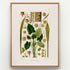 1879 Spathicarpa cornuta antique botanical print, Plate 15 by Heinrich Wilhelm Schott, shown in a natural oak frame as botanical wall art, featuring a Spathicarpa cornuta specimen with broad heart-shaped leaves and long upright spadices.
