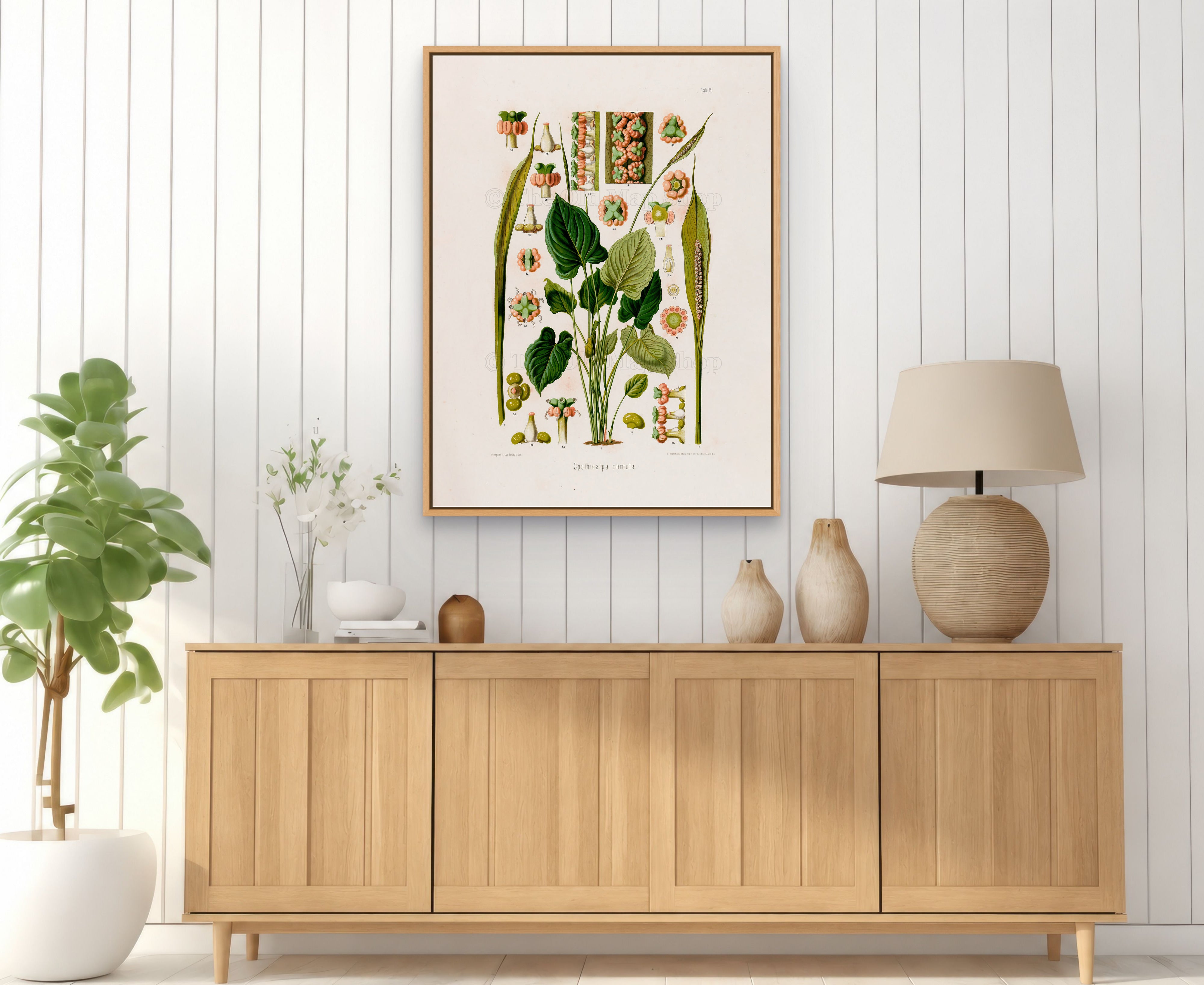 1879 Spathicarpa cornuta antique botanical print, Plate 15 by Heinrich Wilhelm Schott, framed above a natural oak sideboard in a bright, neutral living room.