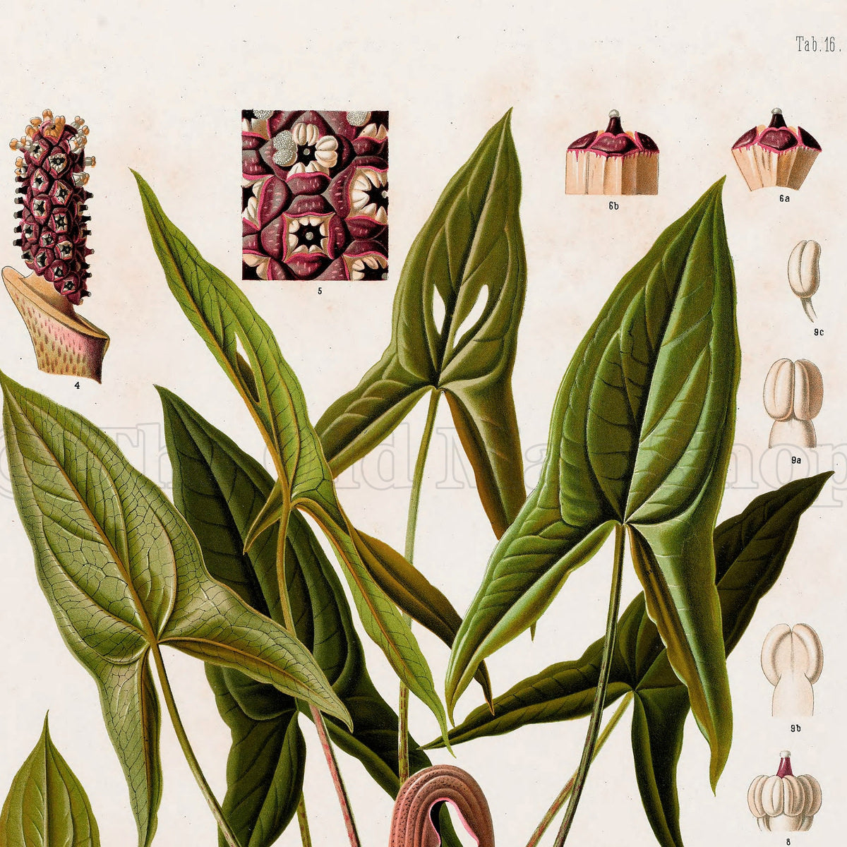 Upper detail of 1879 Urospatha desciscens antique botanical print, Plate 16 by Heinrich Wilhelm Schott, featuring a tall Urospatha desciscens with spear-shaped leaves and reddish-brown flowering structures.