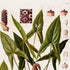 Upper detail of 1879 Urospatha desciscens antique botanical print, Plate 16 by Heinrich Wilhelm Schott, featuring a tall Urospatha desciscens with spear-shaped leaves and reddish-brown flowering structures.