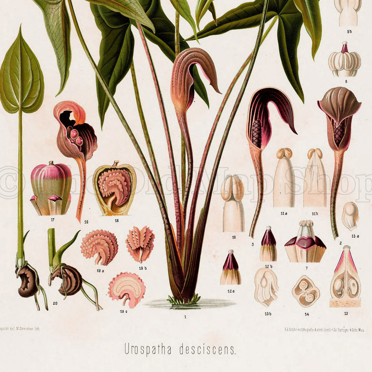 Lower detail of 1879 Urospatha desciscens antique botanical print, Plate 16 by Heinrich Wilhelm Schott. Enlarged floral structures, small anatomical sections and cut reproductive parts are arranged around the leafy plant.