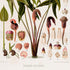 Lower detail of 1879 Urospatha desciscens antique botanical print, Plate 16 by Heinrich Wilhelm Schott. Enlarged floral structures, small anatomical sections and cut reproductive parts are arranged around the leafy plant.