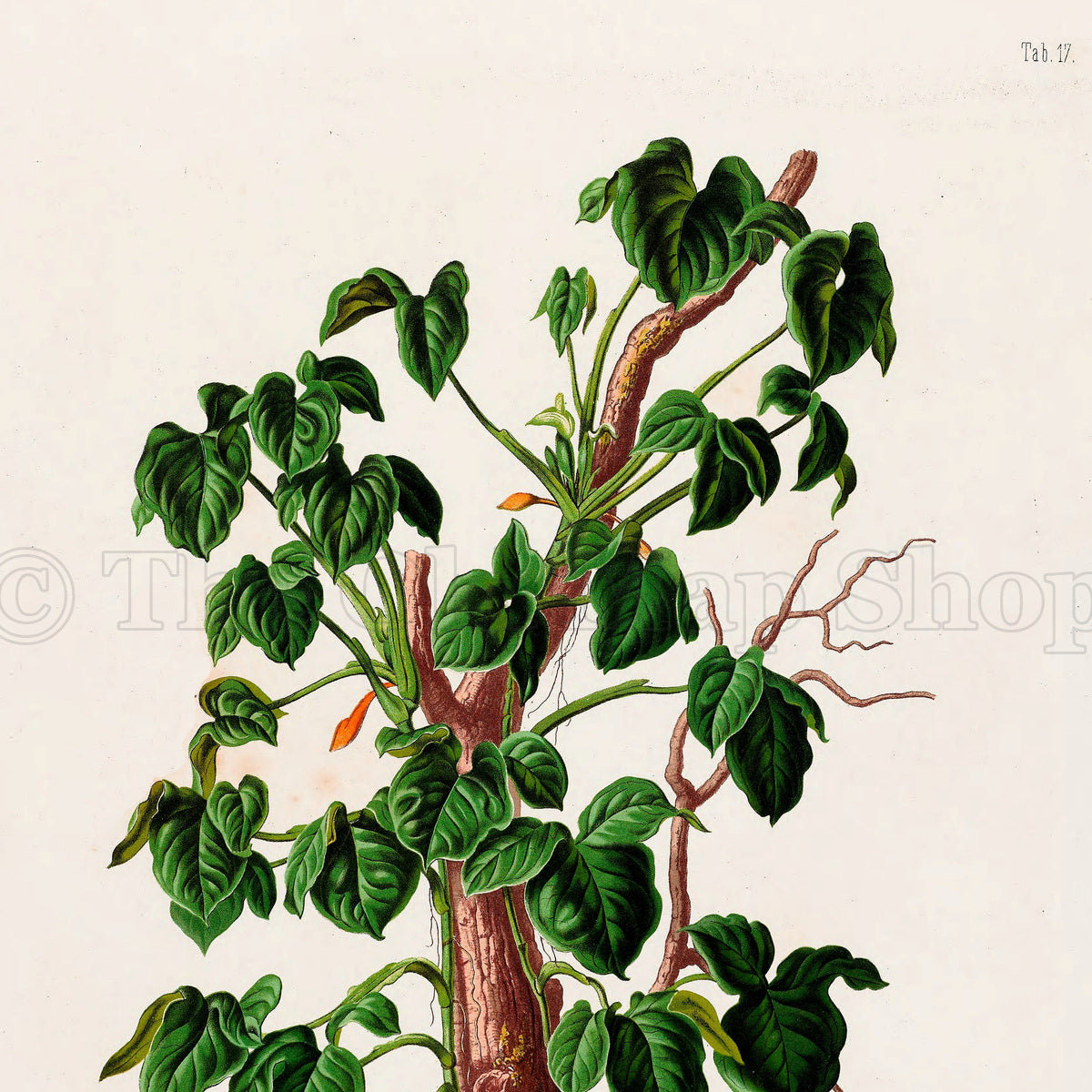 Upper detail of 1879 Syngonium riedelianum antique botanical print, Plate 17 by Heinrich Wilhelm Schott, featuring a climbing Syngonium riedelianum winding up a central trunk, with many small, pointed green leaves.