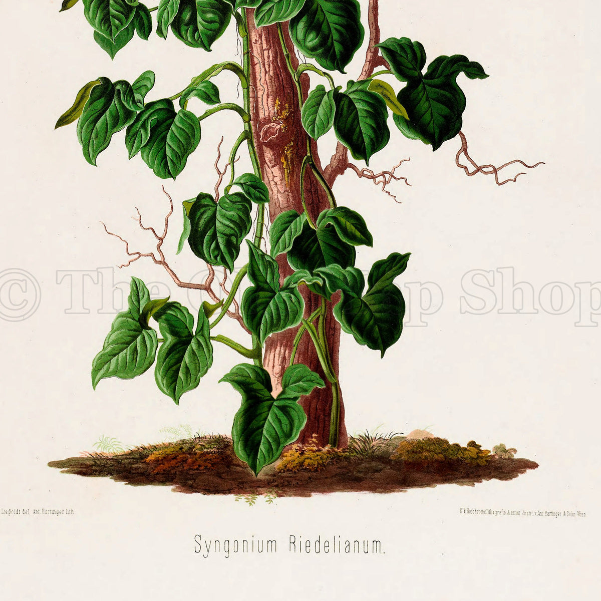 Lower detail of 1879 Syngonium riedelianum antique botanical print, Plate 17 by Heinrich Wilhelm Schott. Rather than showing numerous dissected flower studies, this illustration emphasises the plant's climbing habit, branching stems and exposed roots.