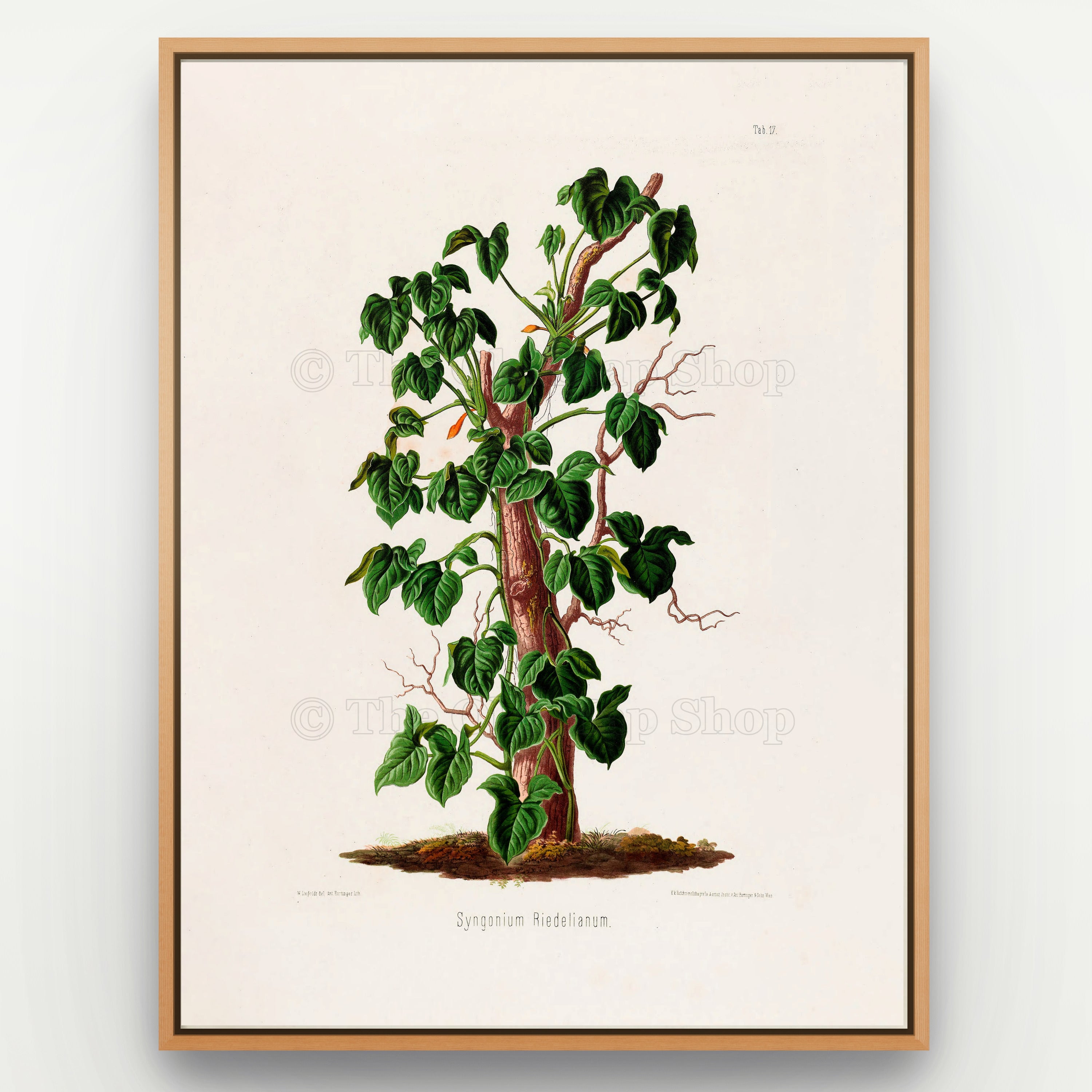 1879 Syngonium riedelianum antique botanical print, Plate 17 by Heinrich Wilhelm Schott, shown in a natural oak frame as botanical wall art, featuring a climbing Syngonium riedelianum winding up a central trunk, with many small, pointed green leaves.