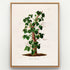 1879 Syngonium riedelianum antique botanical print, Plate 17 by Heinrich Wilhelm Schott, shown in a natural oak frame as botanical wall art, featuring a climbing Syngonium riedelianum winding up a central trunk, with many small, pointed green leaves.