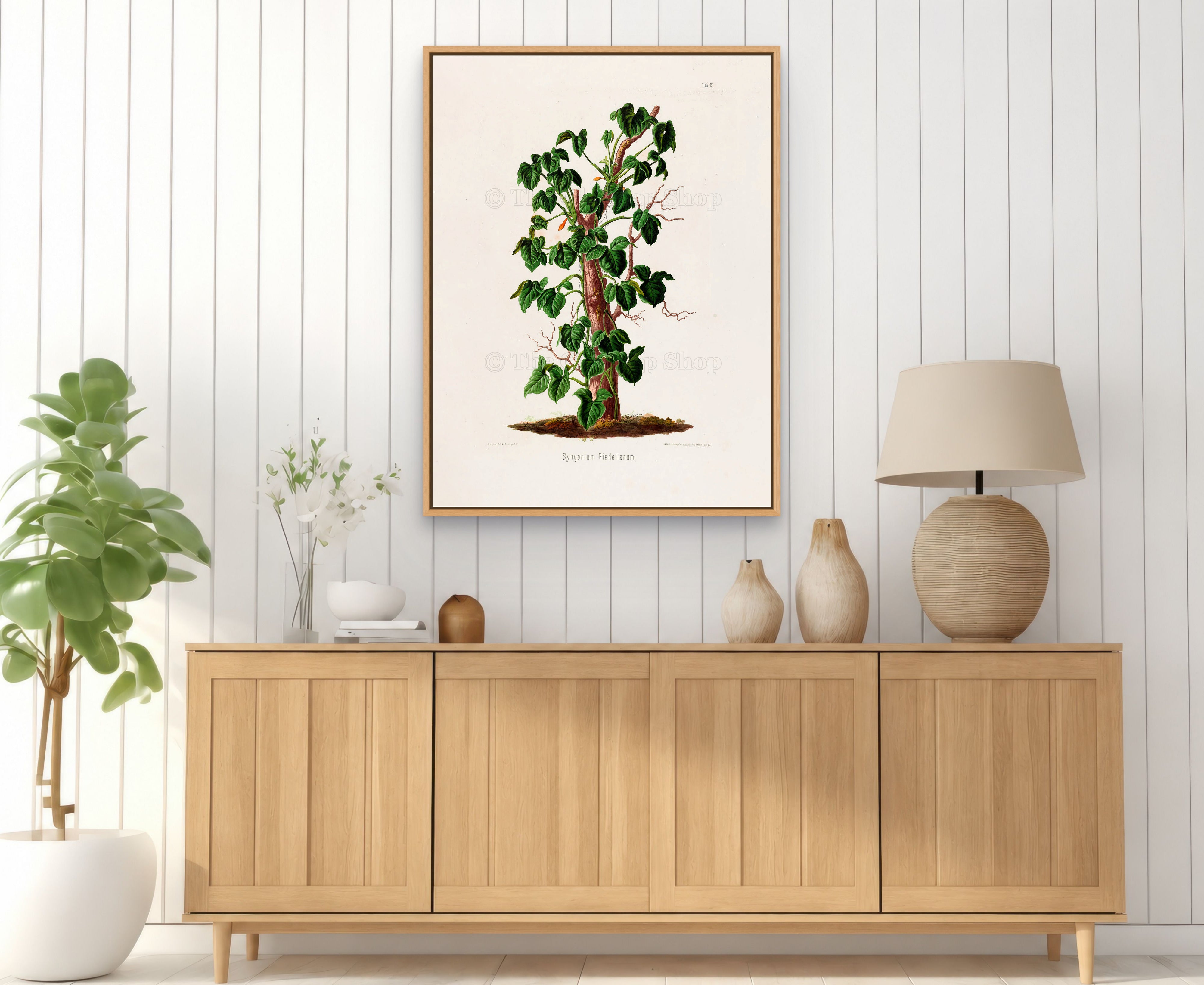 1879 Syngonium riedelianum antique botanical print, Plate 17 by Heinrich Wilhelm Schott, framed above a natural oak sideboard in a bright, neutral living room.