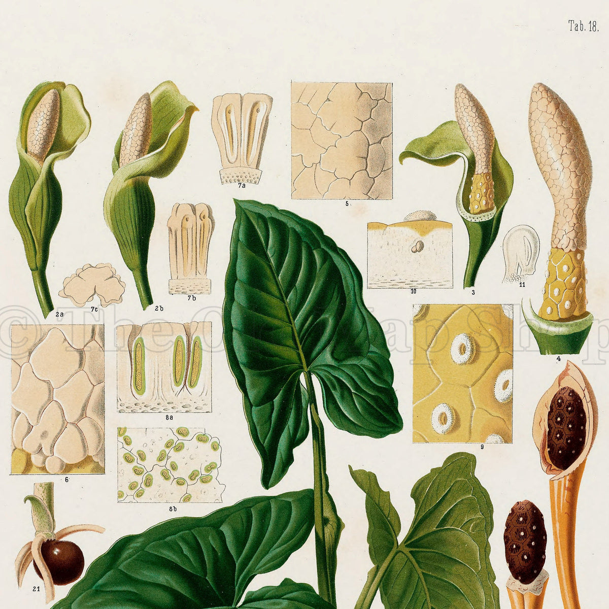 Upper detail of 1879 Syngonium riedelianum antique botanical print, Plate 18 by Heinrich Wilhelm Schott, featuring Syngonium riedelianum foliage with an extensive arrangement of flower, fruit and seed studies.