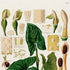 Upper detail of 1879 Syngonium riedelianum antique botanical print, Plate 18 by Heinrich Wilhelm Schott, featuring Syngonium riedelianum foliage with an extensive arrangement of flower, fruit and seed studies.