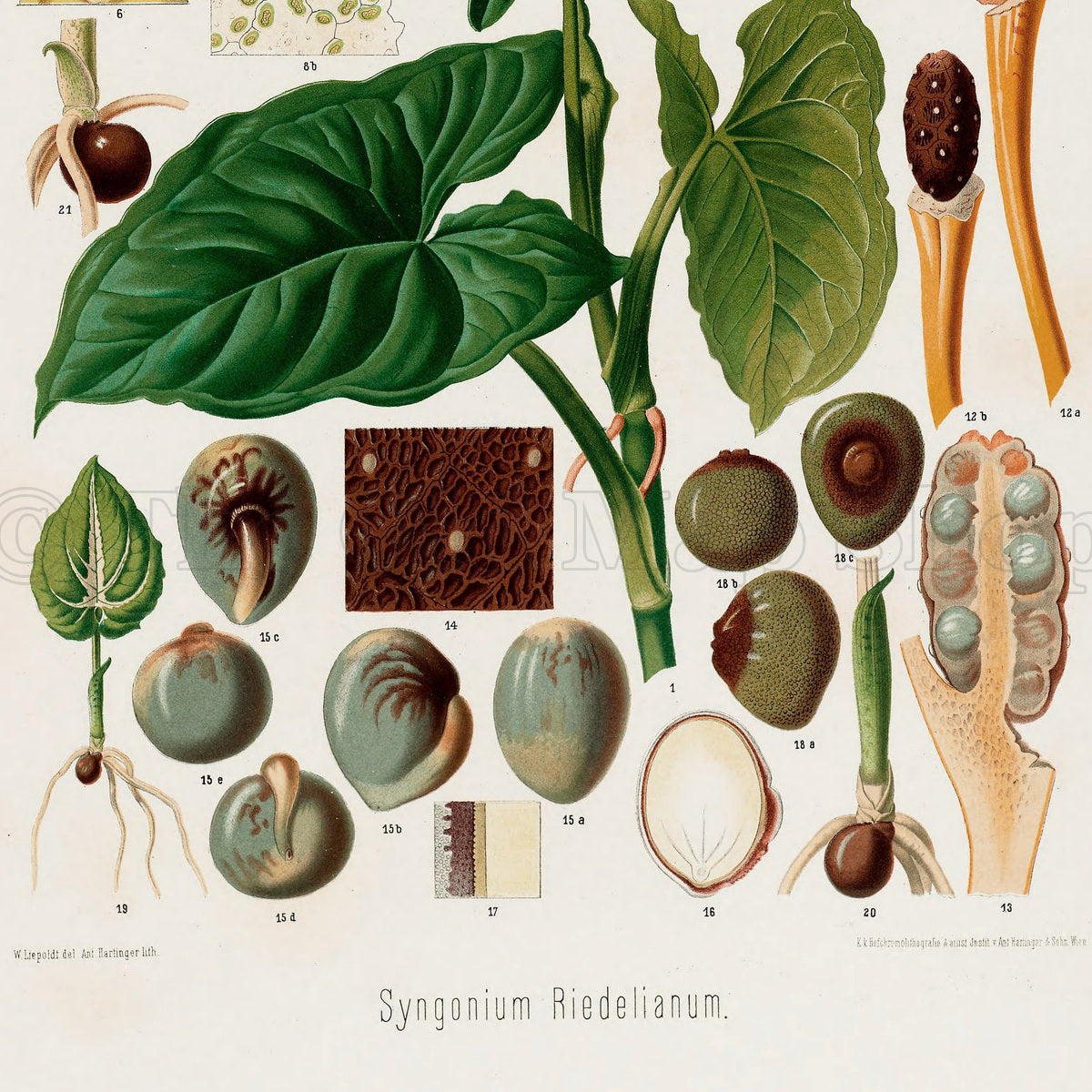 Lower detail of 1879 Syngonium riedelianum antique botanical print, Plate 18 by Heinrich Wilhelm Schott. Large leaves occupy the centre while enlarged pale-green spathes, spadices, fruits and tissue sections are set around them.