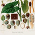 Lower detail of 1879 Syngonium riedelianum antique botanical print, Plate 18 by Heinrich Wilhelm Schott. Large leaves occupy the centre while enlarged pale-green spathes, spadices, fruits and tissue sections are set around them.