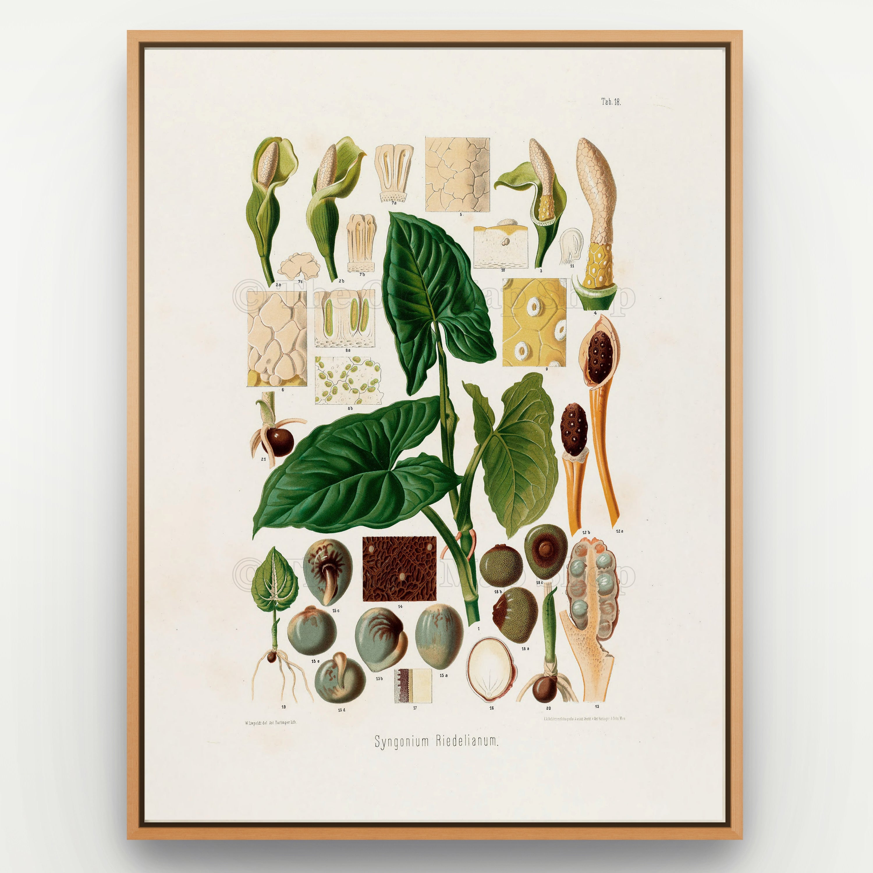 1879 Syngonium riedelianum antique botanical print, Plate 18 by Heinrich Wilhelm Schott, shown in a natural oak frame as botanical wall art, featuring Syngonium riedelianum foliage with an extensive arrangement of flower, fruit and seed studies.