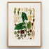 1879 Syngonium riedelianum antique botanical print, Plate 18 by Heinrich Wilhelm Schott, shown in a natural oak frame as botanical wall art, featuring Syngonium riedelianum foliage with an extensive arrangement of flower, fruit and seed studies.
