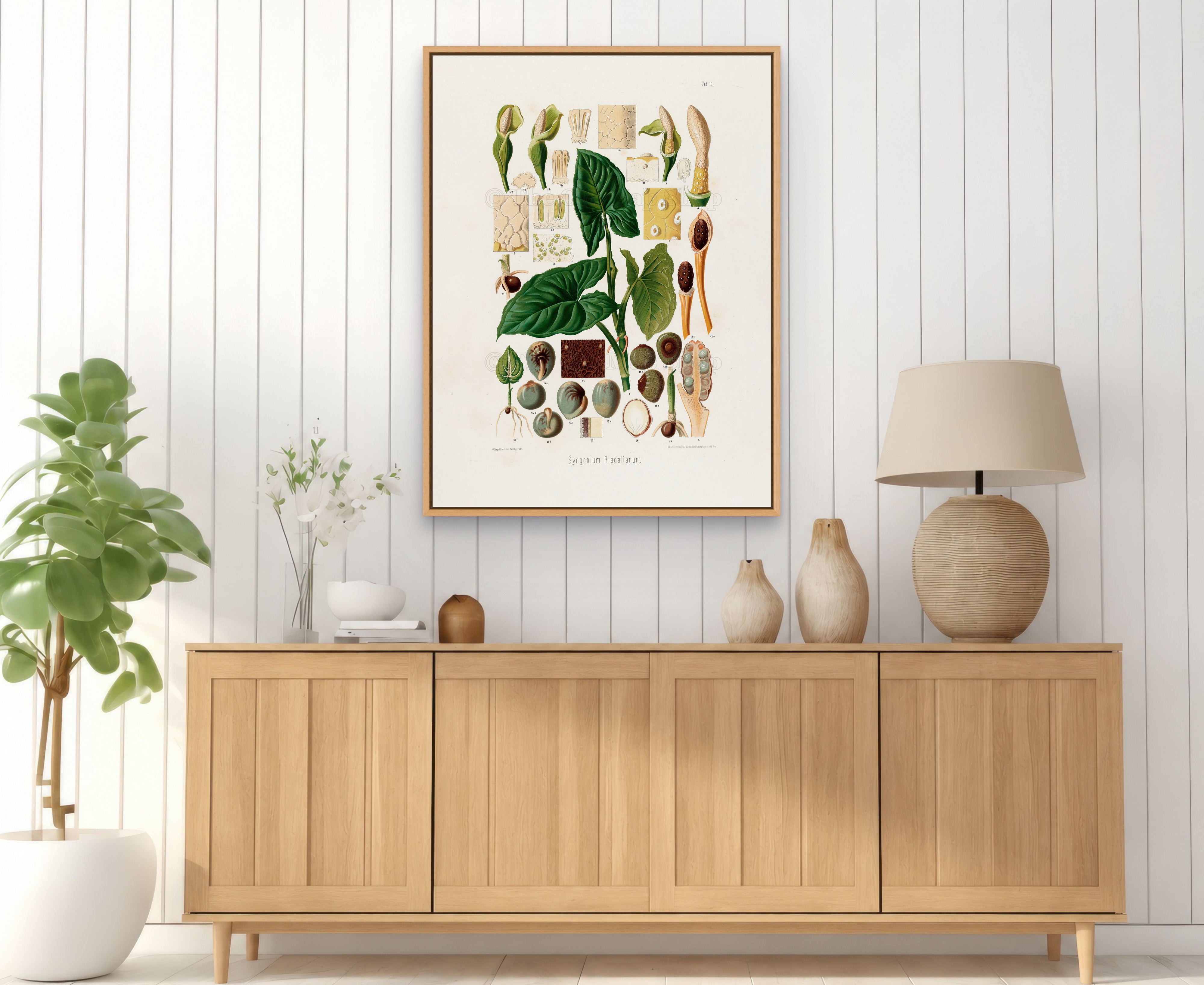 1879 Syngonium riedelianum antique botanical print, Plate 18 by Heinrich Wilhelm Schott, framed above a natural oak sideboard in a bright, neutral living room.