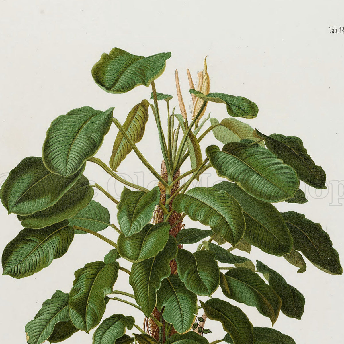 Upper detail of 1879 Atimeta filamentosa antique botanical print, Plate 19 by Heinrich Wilhelm Schott, featuring a bushy Atimeta filamentosa with many broad green leaves and upright pale flowering stalks.