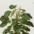 Upper detail of 1879 Atimeta filamentosa antique botanical print, Plate 19 by Heinrich Wilhelm Schott, featuring a bushy Atimeta filamentosa with many broad green leaves and upright pale flowering stalks.