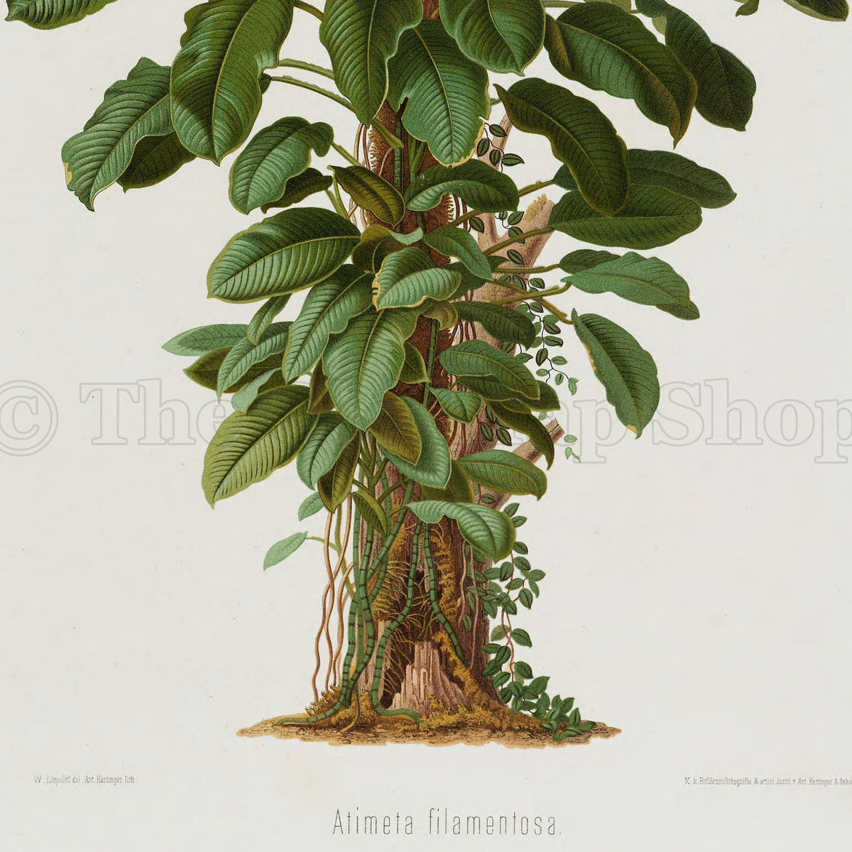 Lower detail of 1879 Atimeta filamentosa antique botanical print, Plate 19 by Heinrich Wilhelm Schott. The plant fills most of the sheet, with its dense branching form and exposed roots rendered in a naturalistic botanical portrait.