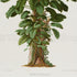 Lower detail of 1879 Atimeta filamentosa antique botanical print, Plate 19 by Heinrich Wilhelm Schott. The plant fills most of the sheet, with its dense branching form and exposed roots rendered in a naturalistic botanical portrait.