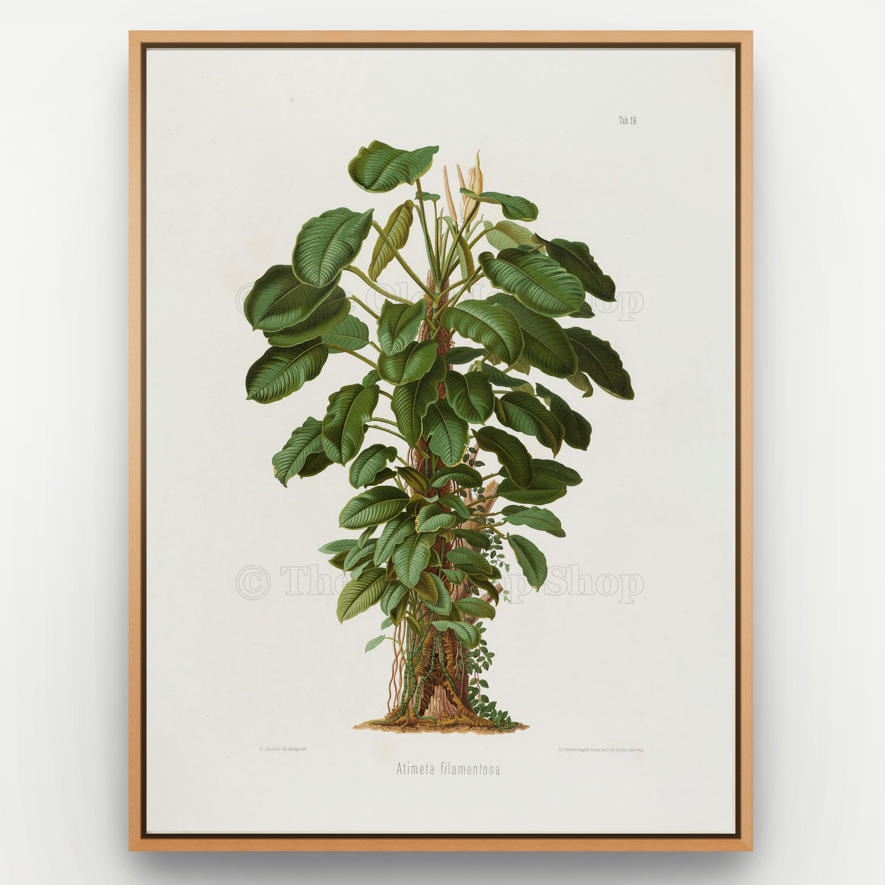1879 Atimeta filamentosa antique botanical print, Plate 19 by Heinrich Wilhelm Schott, shown in a natural oak frame as botanical wall art, featuring a bushy Atimeta filamentosa with many broad green leaves and upright pale flowering stalks.