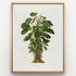 1879 Atimeta filamentosa antique botanical print, Plate 19 by Heinrich Wilhelm Schott, shown in a natural oak frame as botanical wall art, featuring a bushy Atimeta filamentosa with many broad green leaves and upright pale flowering stalks.
