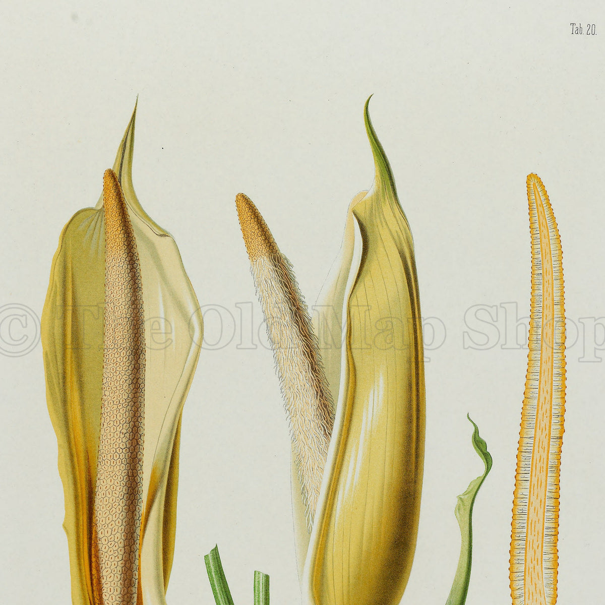 Upper detail of 1879 Atimeta filamentosa antique botanical print, Plate 20 by Heinrich Wilhelm Schott, featuring the flowering structures of Atimeta filamentosa, depicted as elongated pale-gold spathes and spadices.