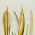Upper detail of 1879 Atimeta filamentosa antique botanical print, Plate 20 by Heinrich Wilhelm Schott, featuring the flowering structures of Atimeta filamentosa, depicted as elongated pale-gold spathes and spadices.