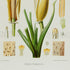 Lower detail of 1879 Atimeta filamentosa antique botanical print, Plate 20 by Heinrich Wilhelm Schott. Several tall floral forms rise from a small base of narrow leaves, with microscopic tissue diagrams and small botanical details arranged below.