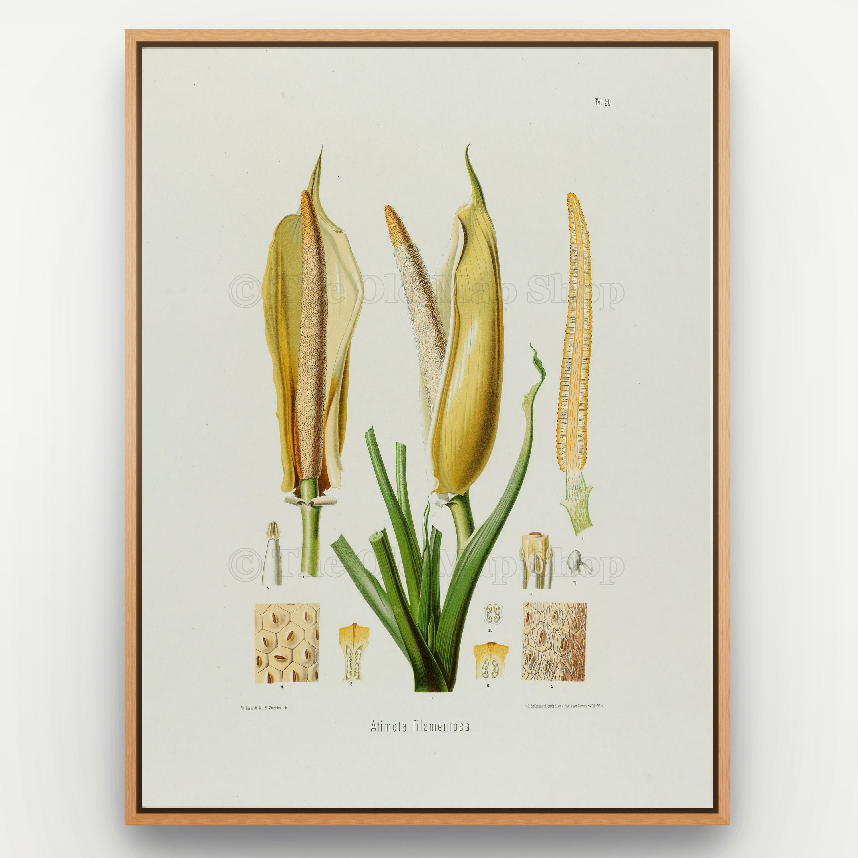 1879 Atimeta filamentosa antique botanical print, Plate 20 by Heinrich Wilhelm Schott, shown in a natural oak frame as botanical wall art, featuring the flowering structures of Atimeta filamentosa, depicted as elongated pale-gold spathes and spadices.
