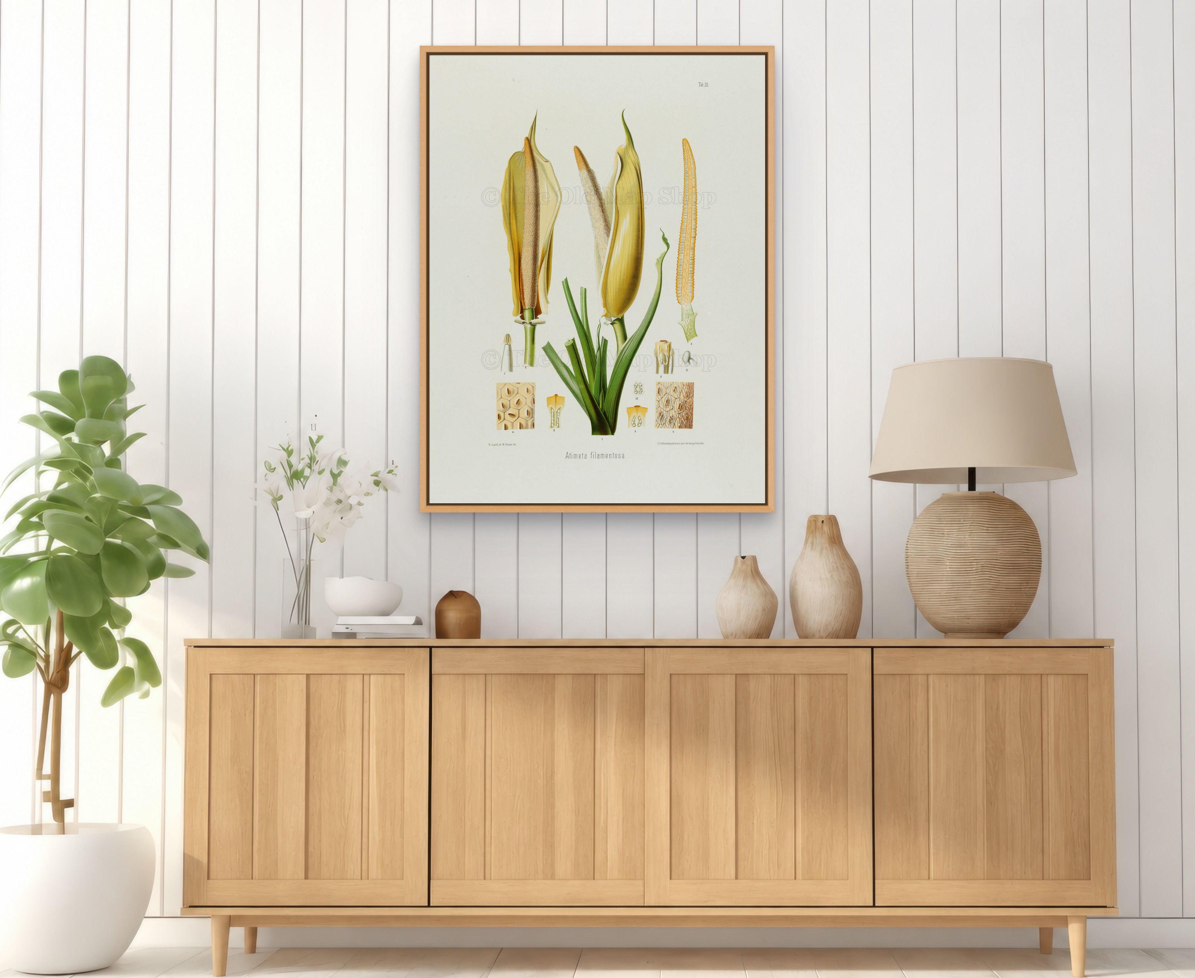1879 Atimeta filamentosa antique botanical print, Plate 20 by Heinrich Wilhelm Schott, framed above a natural oak sideboard in a bright, neutral living room.