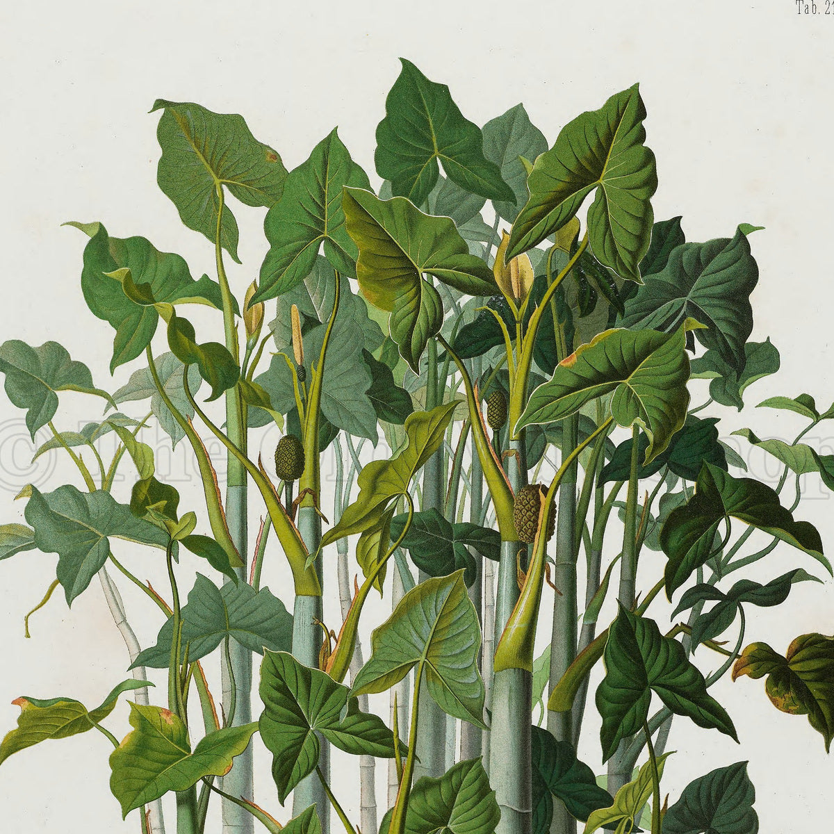 Upper detail of 1879 Montrichardia linifera antique botanical print, Plate 21 by Heinrich Wilhelm Schott, featuring a dense group of Montrichardia linifera plants growing on tall, reed-like stems.