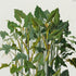 Upper detail of 1879 Montrichardia linifera antique botanical print, Plate 21 by Heinrich Wilhelm Schott, featuring a dense group of Montrichardia linifera plants growing on tall, reed-like stems.
