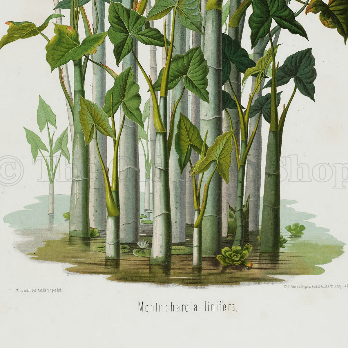 Lower detail of 1879 Montrichardia linifera antique botanical print, Plate 21 by Heinrich Wilhelm Schott. The composition presents multiple specimens with branching upper leaves and visible bases set in shallow water, emphasising the plant's natural growth habit.