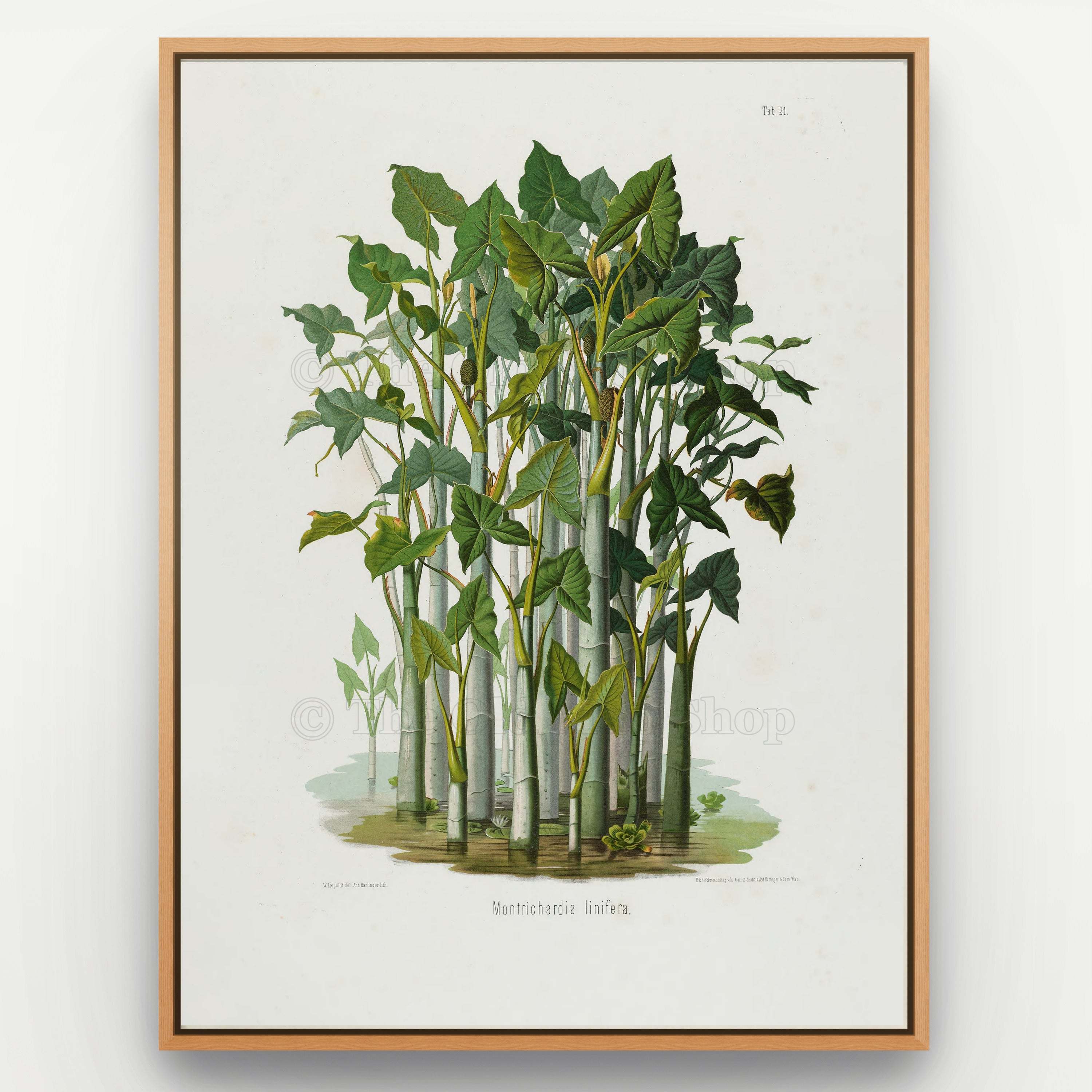 1879 Montrichardia linifera antique botanical print, Plate 21 by Heinrich Wilhelm Schott, shown in a natural oak frame as botanical wall art, featuring a dense group of Montrichardia linifera plants growing on tall, reed-like stems.