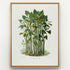 1879 Montrichardia linifera antique botanical print, Plate 21 by Heinrich Wilhelm Schott, shown in a natural oak frame as botanical wall art, featuring a dense group of Montrichardia linifera plants growing on tall, reed-like stems.