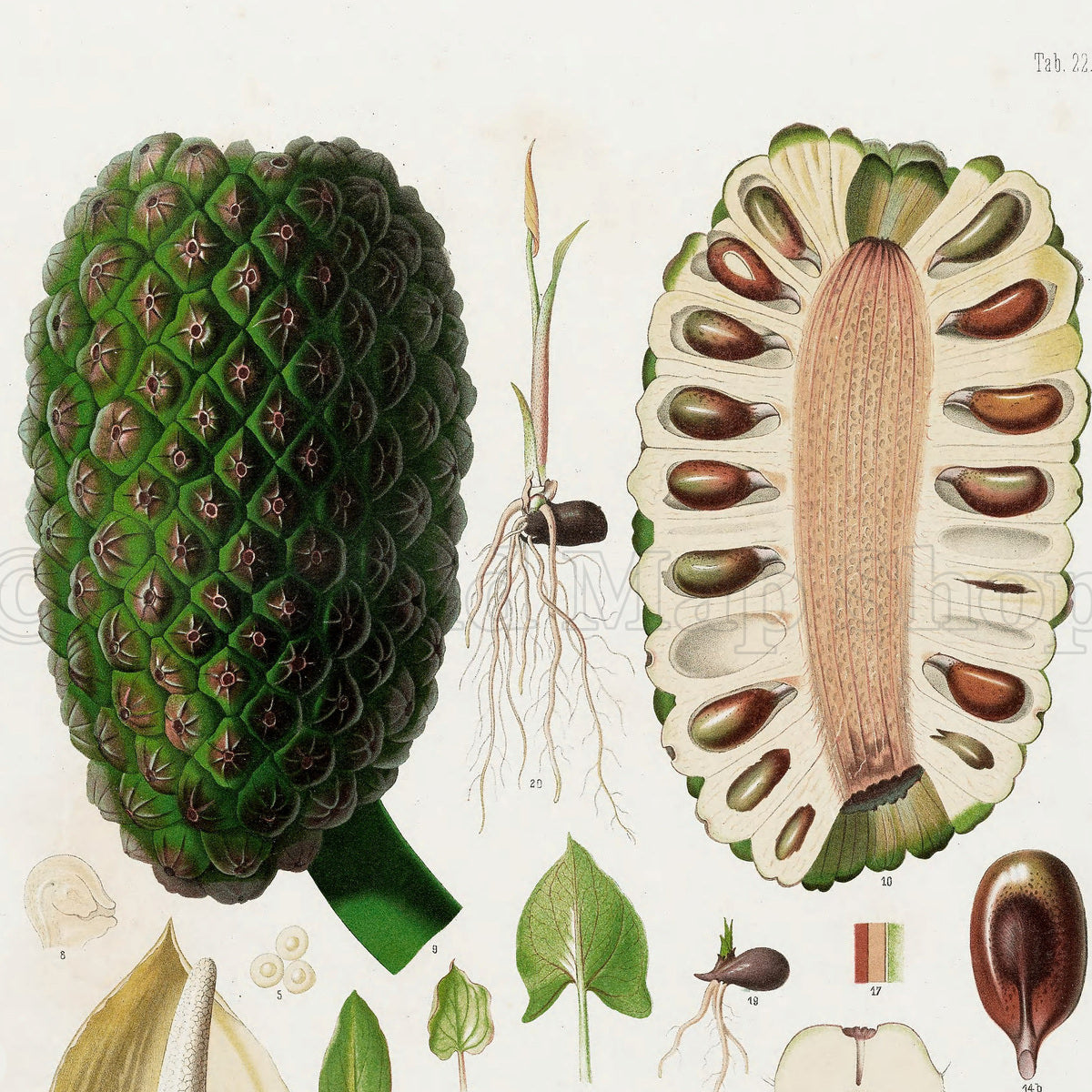 Upper detail of 1879 Montrichardia linifera antique botanical print, Plate 22 by Heinrich Wilhelm Schott, featuring large fruiting structures and seeds of Montrichardia linifera, with a conspicuous cut fruit.