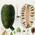 Upper detail of 1879 Montrichardia linifera antique botanical print, Plate 22 by Heinrich Wilhelm Schott, featuring large fruiting structures and seeds of Montrichardia linifera, with a conspicuous cut fruit.