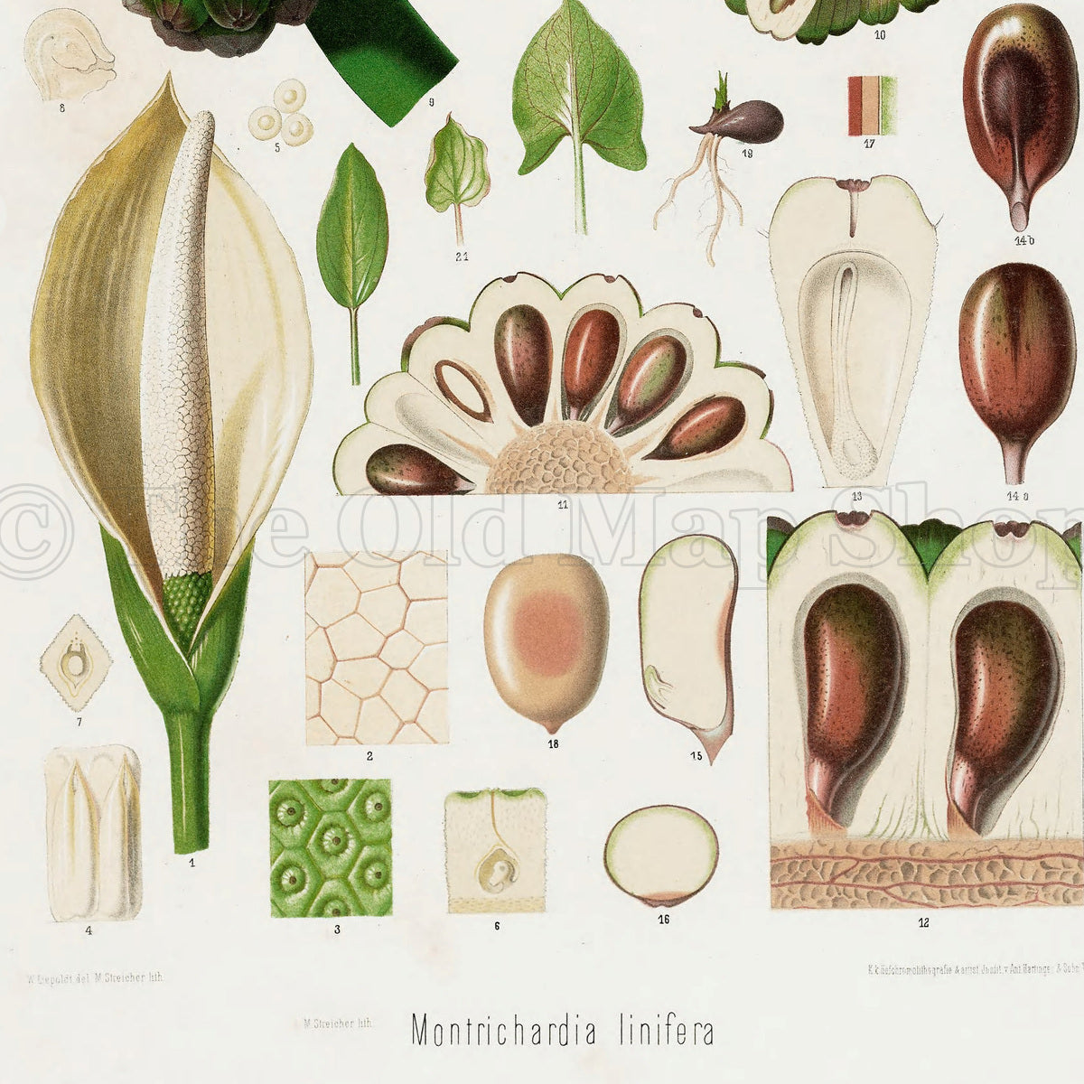 Lower detail of 1879 Montrichardia linifera antique botanical print, Plate 22 by Heinrich Wilhelm Schott. The plate places a textured green fruit and a large vertical section showing rows of internal seeds above smaller flowers and anatomical studies.
