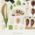 Lower detail of 1879 Montrichardia linifera antique botanical print, Plate 22 by Heinrich Wilhelm Schott. The plate places a textured green fruit and a large vertical section showing rows of internal seeds above smaller flowers and anatomical studies.