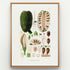 1879 Montrichardia linifera antique botanical print, Plate 22 by Heinrich Wilhelm Schott, shown in a natural oak frame as botanical wall art, featuring large fruiting structures and seeds of Montrichardia linifera, with a conspicuous cut fruit.